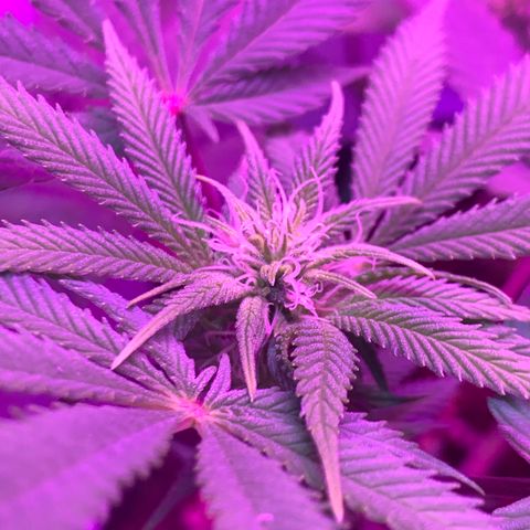 Bon the Purple Queen growlog timeline photo