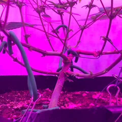 Bon the Purple Queen growlog timeline photo