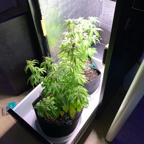 Dwarves growlog timeline photo