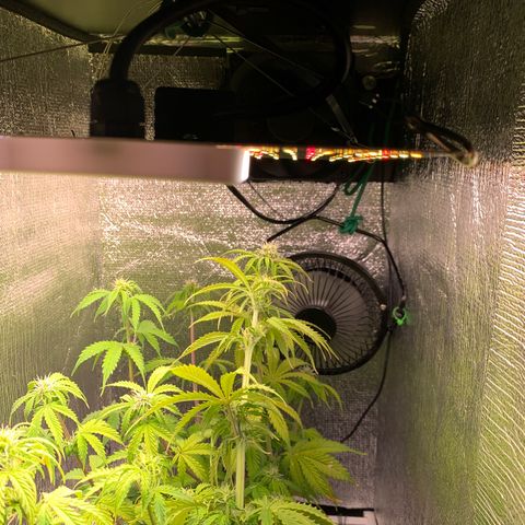 Dwarves growlog timeline photo