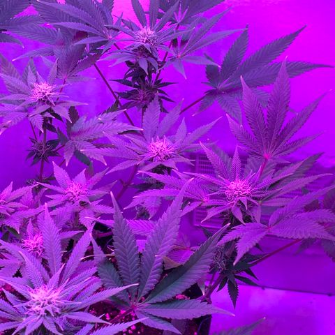 Bon the Purple Queen growlog timeline photo