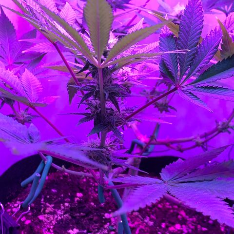 Bon the Purple Queen growlog timeline photo