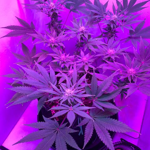 Bon the Purple Queen growlog timeline photo
