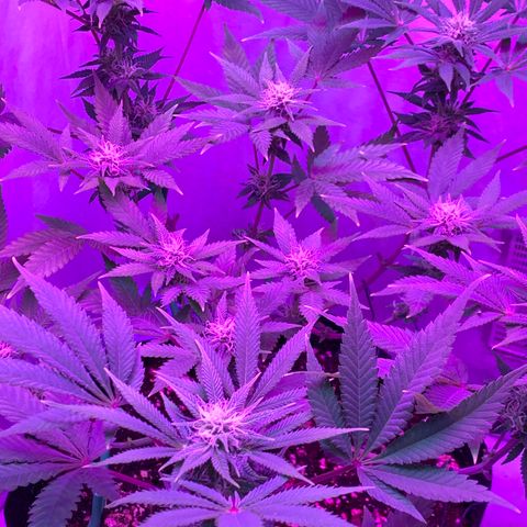 Bon the Purple Queen growlog timeline photo