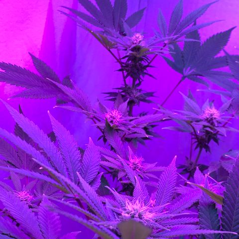 Bon the Purple Queen growlog timeline photo