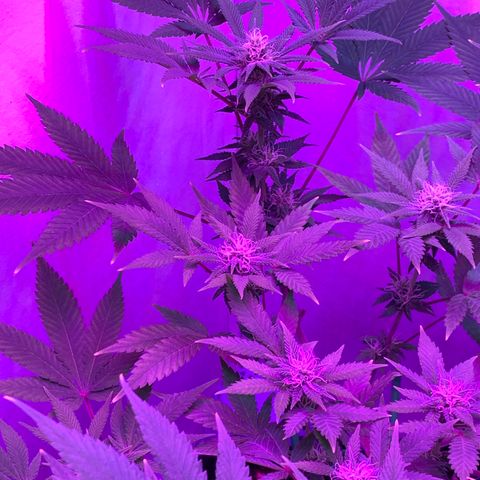 Bon the Purple Queen growlog timeline photo