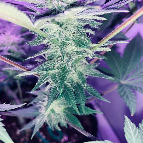 Bon the Purple Queen growlog timeline photo