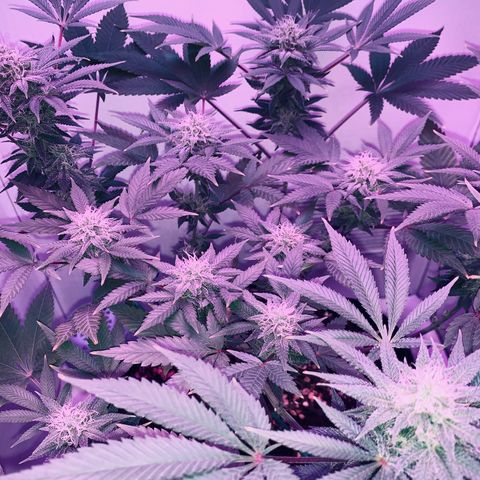 Bon the Purple Queen growlog timeline photo