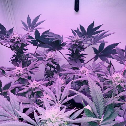 Bon the Purple Queen growlog timeline photo