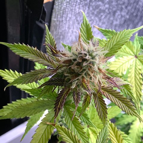 Dwarves growlog timeline photo