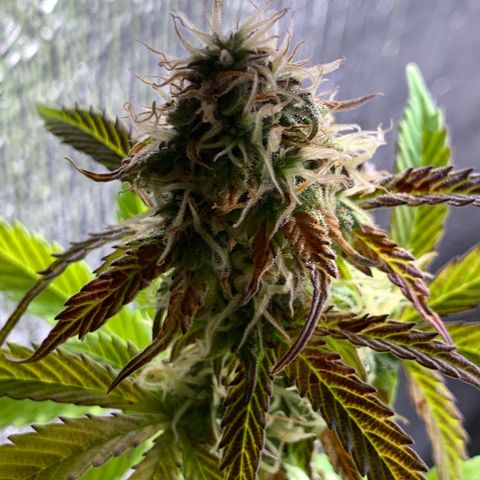 Dwarves growlog timeline photo