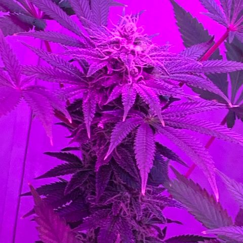 Bon the Purple Queen growlog timeline photo