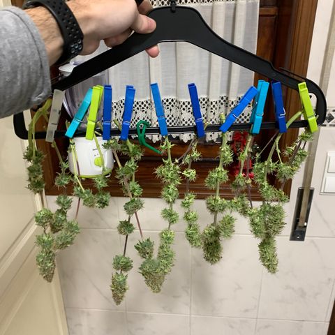 Dwarves growlog timeline photo