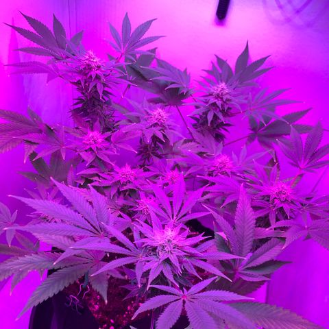Bon the Purple Queen growlog timeline photo