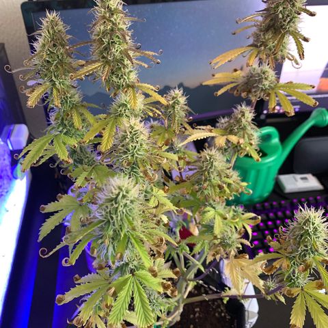 Dwarves growlog timeline photo