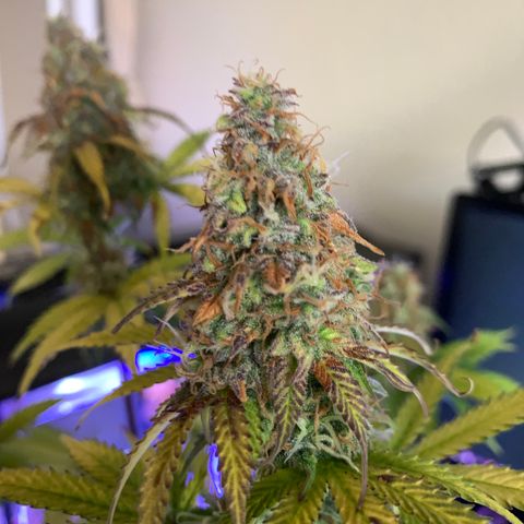Dwarves growlog timeline photo