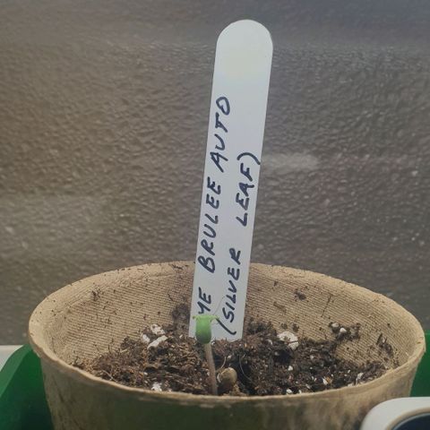 Crème Brûlée Auto  growlog timeline photo