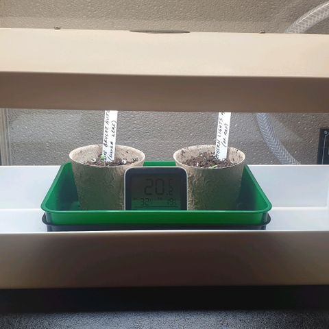 Crème Brûlée Auto  growlog timeline photo