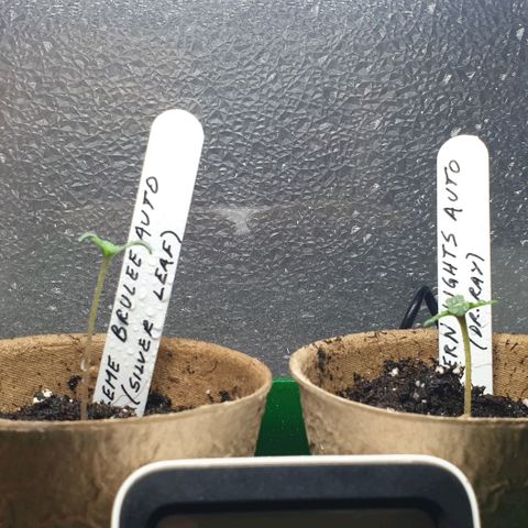 Crème Brûlée Auto  growlog photo: The seedling of the Crème Brûlée appears stretched.  The temperature, humidity and lux level (7,000) are correct,  though. 