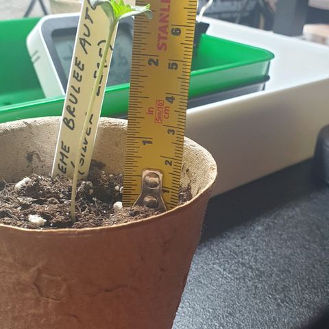 Crème Brûlée Auto  growlog photo: Still looks stretched.  Leaves curling up.  Will water less.  