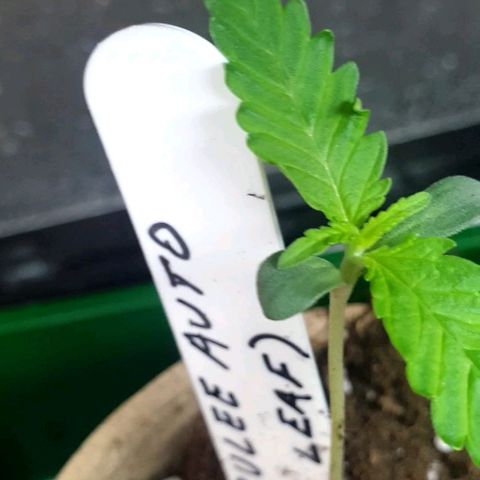 Crème Brûlée Auto  growlog timeline photo