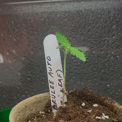 Crème Brûlée Auto  growlog timeline photo