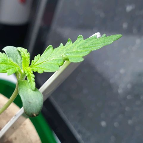 Crème Brûlée Auto  growlog photo: Edges of first set of leaves slightly curling up