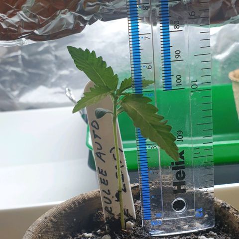 Crème Brûlée Auto  growlog photo: Second set of fan leaves are out