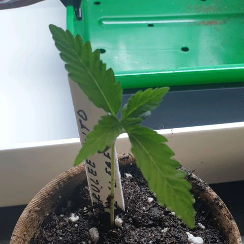 Crème Brûlée Auto  growlog photo: Second set of fan leaves are out