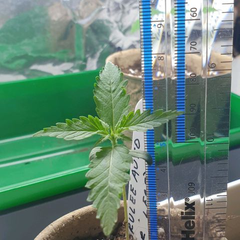 Crème Brûlée Auto  growlog photo: Third set of fan leaves appeared.  Plant about 7 cm tall.