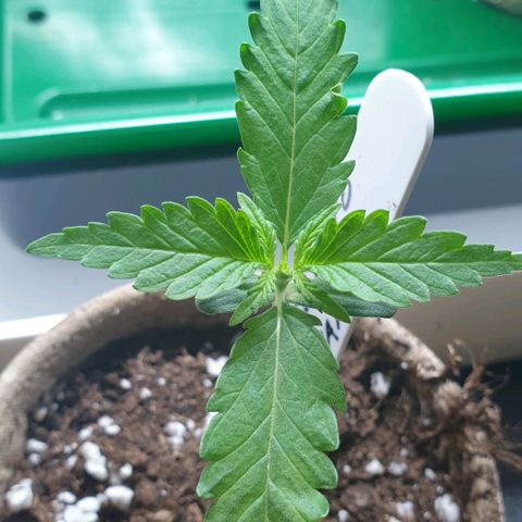 Crème Brûlée Auto  growlog photo: Third set of fan leaves appeared.  Plant about 7 cm tall.