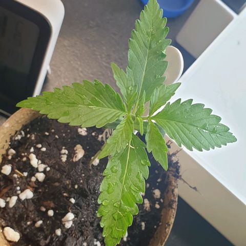 Crème Brûlée Auto  growlog photo: New pair of leaves now appearing daily.  Will transplant in two or three days 