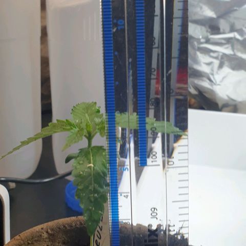 Crème Brûlée Auto  growlog photo: New pair of leaves now appearing daily.  Will transplant in two or three days 