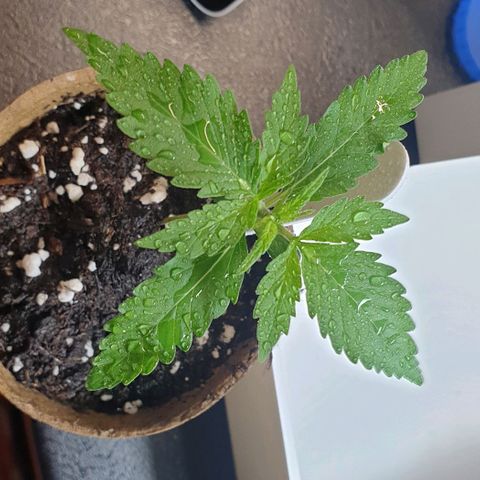 Crème Brûlée Auto  growlog timeline photo