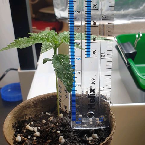 Crème Brûlée Auto  growlog timeline photo