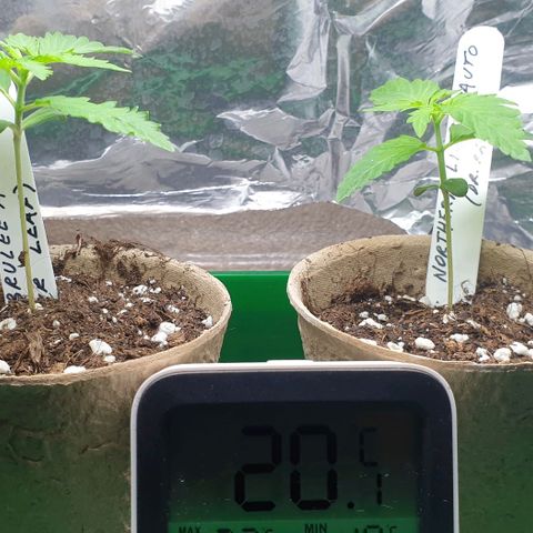 Crème Brûlée Auto  growlog timeline photo