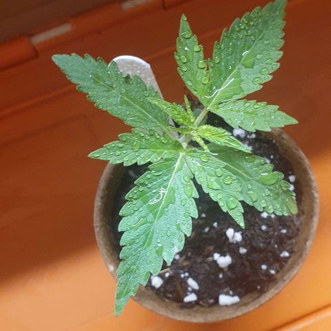 Crème Brûlée Auto  growlog timeline photo
