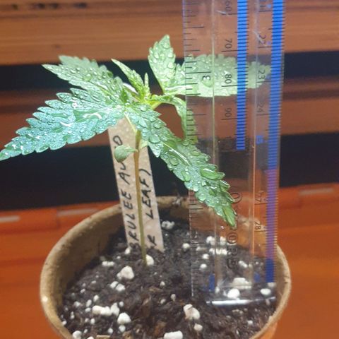 Crème Brûlée Auto  growlog timeline photo