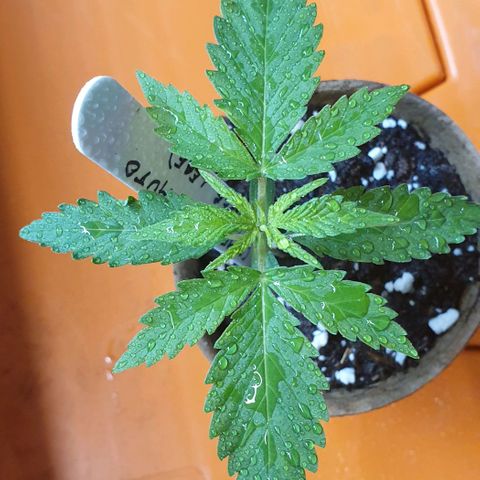 Crème Brûlée Auto  growlog photo: Will transplant tonight before the dark period 