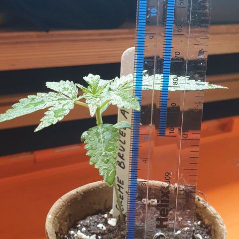 Crème Brûlée Auto  growlog photo: Will transplant tonight before the dark period 
