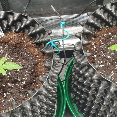 Crème Brûlée Auto  growlog photo: Transplanted to final pot (12.5 ltr)