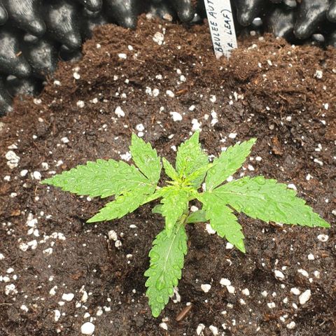 Crème Brûlée Auto  growlog photo: Transplanted to final pot (12.5 ltr)