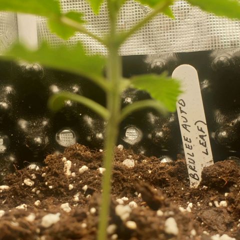 Crème Brûlée Auto  growlog photo: First day in final pot.  New leaves appeared.  No apparent transplant shock.  Transplant done before lights off. 