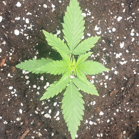 Crème Brûlée Auto  growlog photo: First day in final pot.  New leaves appeared.  No apparent transplant shock.  Transplant done before lights off. 