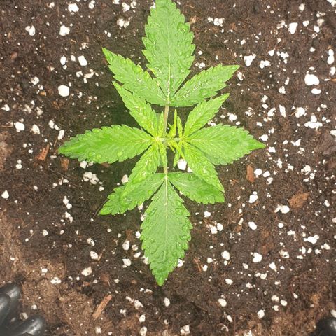 Crème Brûlée Auto  growlog timeline photo