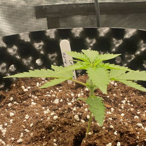 Crème Brûlée Auto  growlog photo: About 11 cm tall