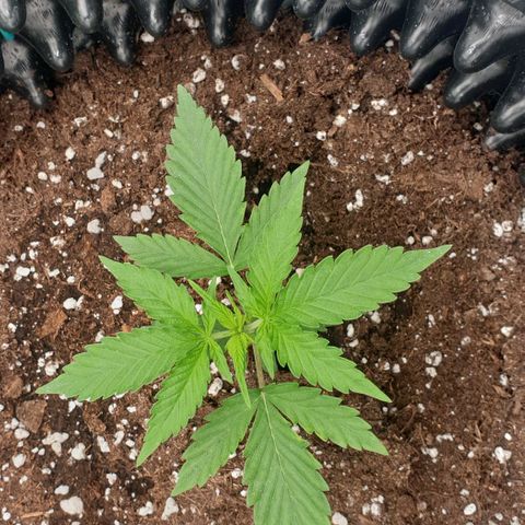Crème Brûlée Auto  growlog photo: About 11 cm tall