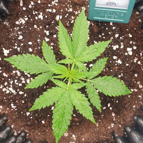 Crème Brûlée Auto  growlog photo: Sprayed with neem.  