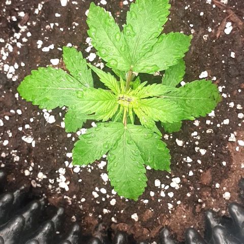 Crème Brûlée Auto  growlog photo: Watered it with half a 1ltr bottle with 2ml of each fish-mix and alg-a-mic