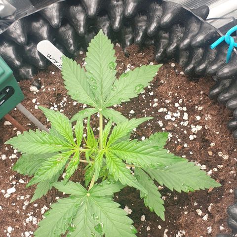Crème Brûlée Auto  growlog photo: About 14 cm tall.  Starting LST bending.